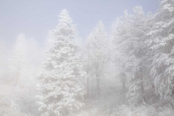 Colorado, Pike NF Trees with hoarfrost in fog